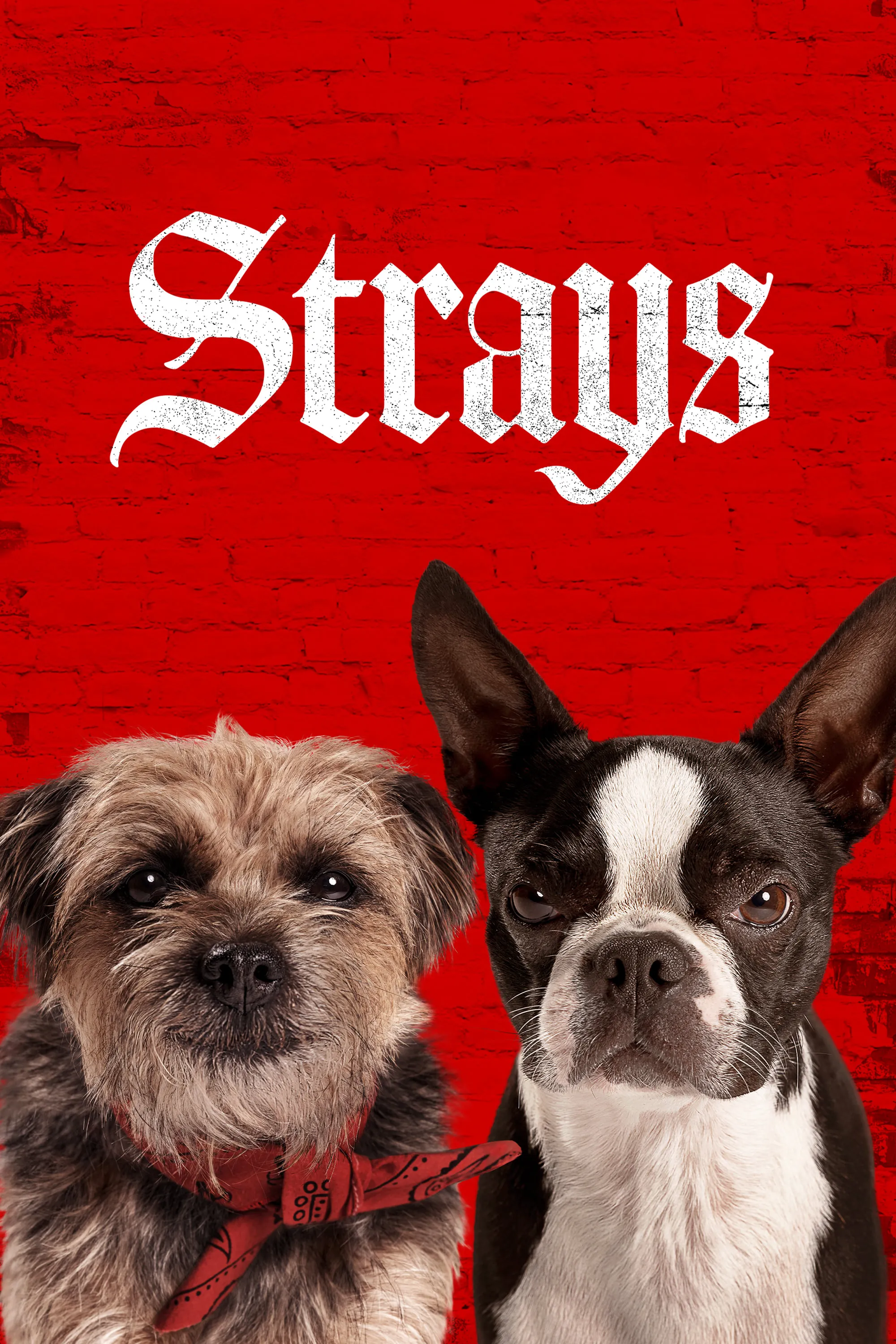 Những Chú Chó Bụi Đời | Strays (2023)